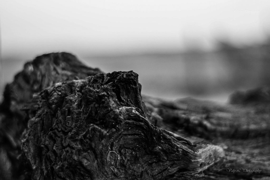 Bois de morta